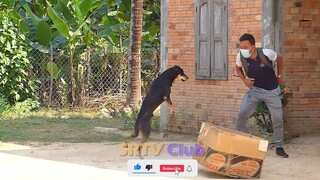 Big Box Prank Sleeping Dog funny video must watch 2021