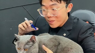 Cat Lover's Funny Tales: The Ultimate Twist