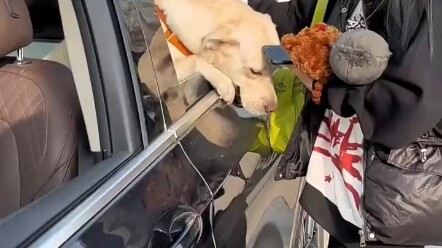 Labrador makan banyak sekali~