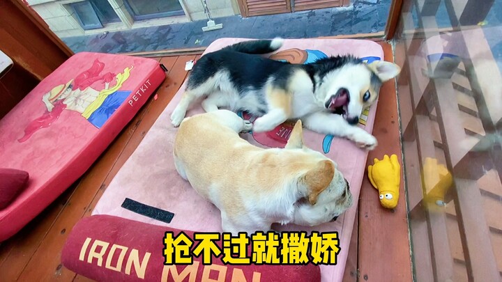 Husky — a dog that packs the best of both Husky and Corgi into one adorable package 🐶