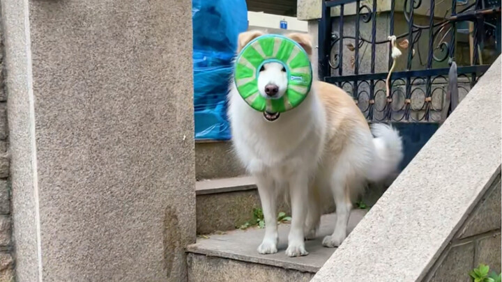 Ini juga bisa membuat jalan terlihat jelas #Border Collie Chen Bella