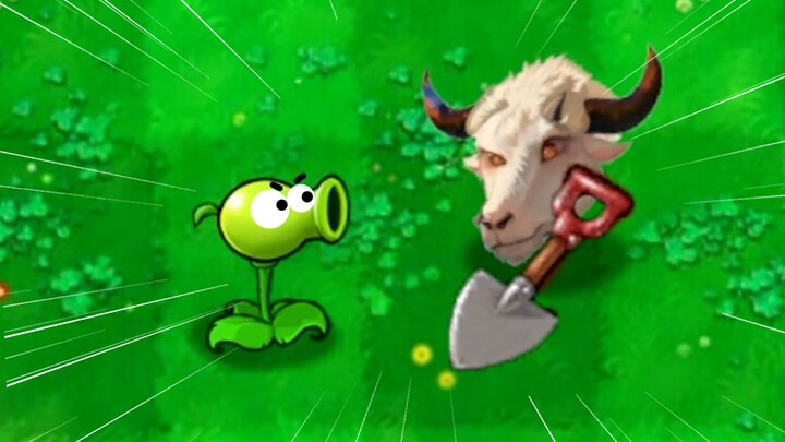 Pea Shooter: You want me to be careful of a cow?