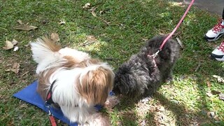 #shihtzu  may kaibigan na si Tuffy sa park@Gina Lubang