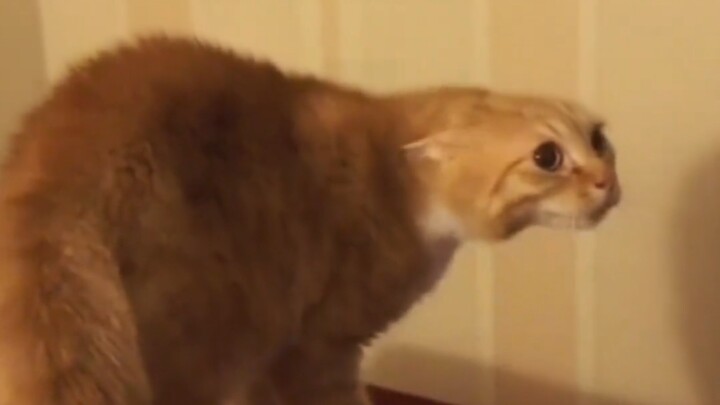 Kucing ini sangat takut.