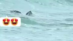 bird catches fish