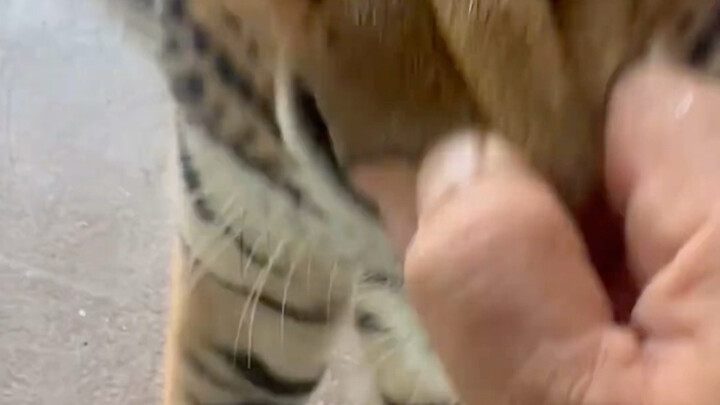 Pin Little Tiger’s nose—uncomfortable mooing