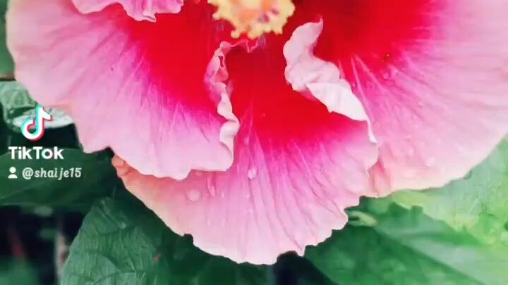 🌺 flowers