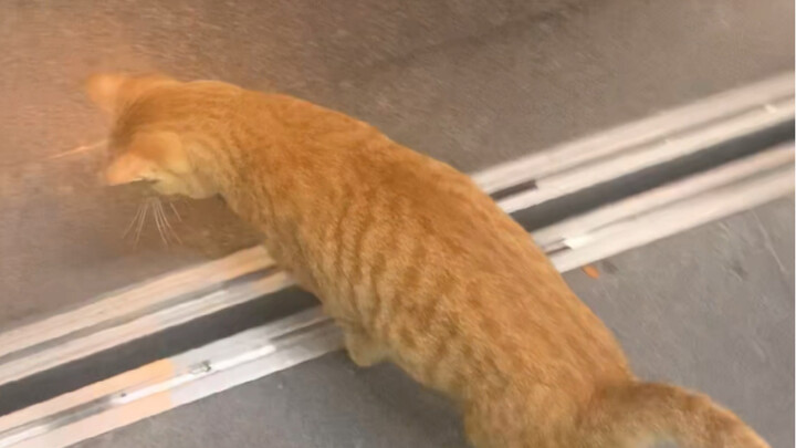 “Chuyện lũ mèo ở trường mình biết đi thang máy”