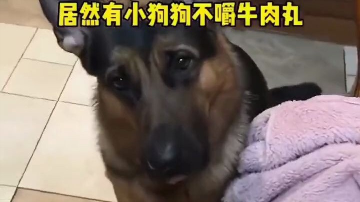 Anak anjing: Aku anjing sungguhan, dan kalian berdua pun demikian.