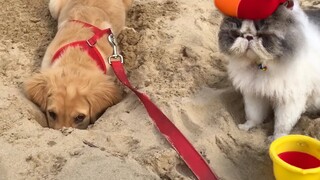 CATS VS DOGS - TRY NOT TO LAUGH FUNNY CAT & DOG FAILS VIDEOS 2022