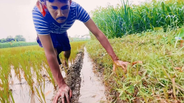 Amazing fishing in paddy field by hand.beautiful nature