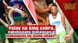 Patay na king cobra, nakuha pang makalason at makapatay ng isang lalaki?! | Kapuso Mo, Jessica Soho