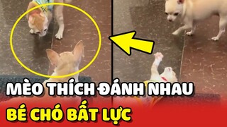 Boss BẤT LỰC khi ông già TUYỂN em mèo THÍCH ĐÁNH NHAU về nhà 😂 | Yêu Lu