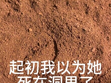 #สิ่งมีชีวิตประหลาด #แฮมสเตอร์โกลเด้น