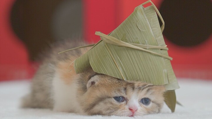 Sweet rice dumplings, meaty rice dumplings, or me—the ancestor? Happy Dragon Boat Festival!