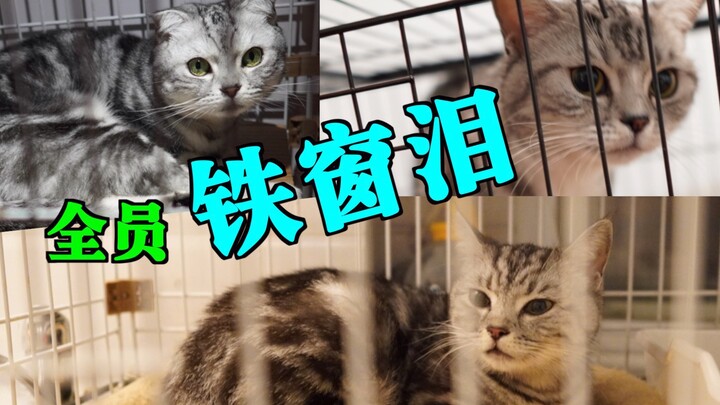 ماذا تفعل إذا أصيبت قططك جميعًا بالزكام بين ليلة وضحاها؟ احتجزها خلف القضبان! مشاركة تجارب التعامل م