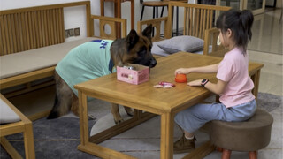 我怀疑我家狗子有特异功能#糯米狗狗