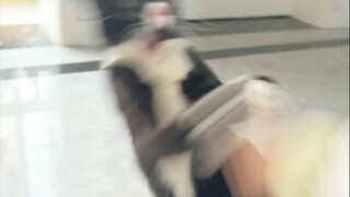 I was scared by the cow cat again