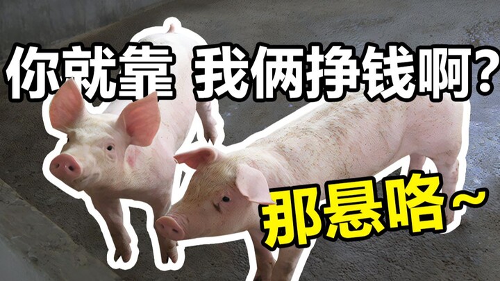 最 骚 养 猪 王！（第九期）