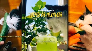 原来真的有爱吃黄瓜的猫咪‼️吸吸‼️