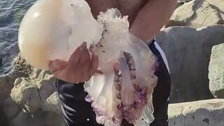 原来死掉的水母也有可能蜇人，而且真的很痛！