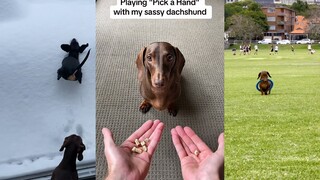 كلب الدشهند: أنا كلب صيد شرس