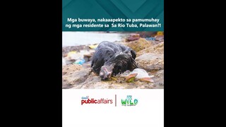 Mga buwaya, nakaaapekto sa pamumuhay ng mga residente sa Sa Rio Tuba, Palawan?! | Born to Be Wild