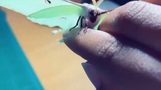 الفتيات اللواتي يحببن جميع أنواع العث غالبًا ما يبدأن بتربية اليرقات... وفي النهاية تصبح جميلة جدًا!