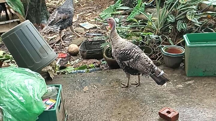free range turkey