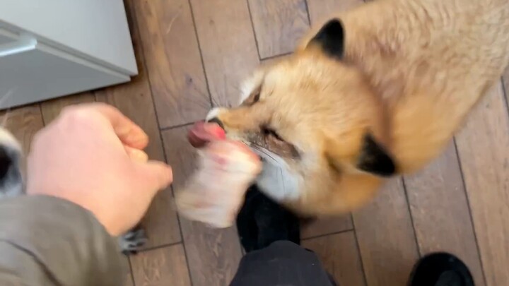 Fox: Pretends to be sleepy and then snatches a piece of meat to eat.