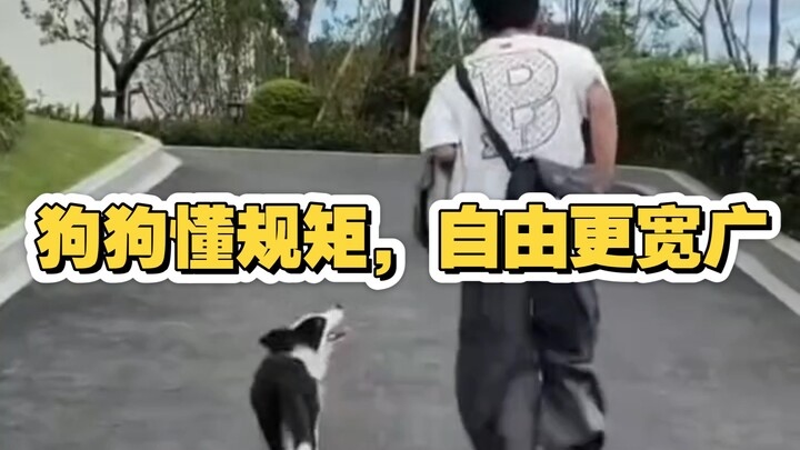 น้องหมารู้จักมารยาท ความอิสระยิ่งกว้างไกล