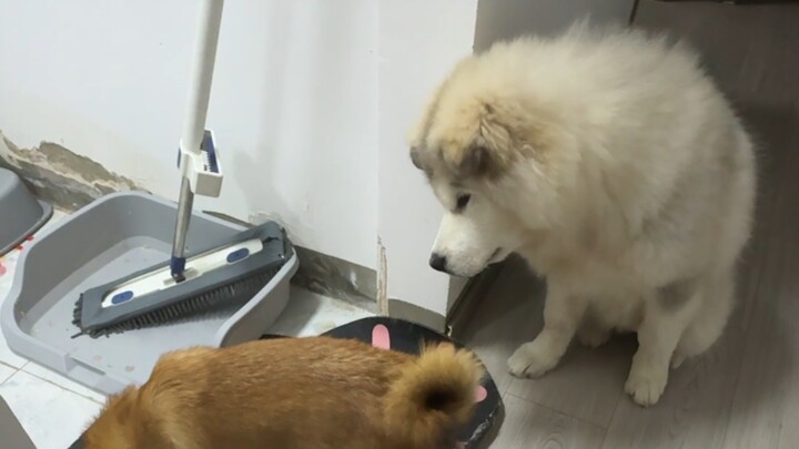 Netizens totally ripped me off—Alaska pulled another pointless stunt on New Year’s Eve, and poor Cha