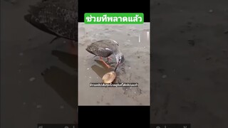^มีรวมคลิปเต็มชุดนี้กดดูลิงค์ด้านบนเลยจ้า^ ช่วยทีพลาดแล้ว