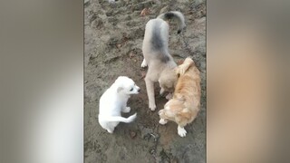 1 chồng 2 vợ nó khổ thế đấy...cunyeucuadua yeucho yeuchomeo cún cúncon chó chómèo chócon chókhôn yeuchomeo chócute pet dog dogsoftiktok