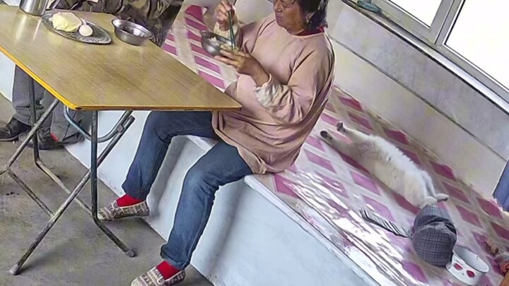 Perhatian! Yang berbaring di atas kang bukan orang, itu kucingku—aku sampai terbangun karena dia mun