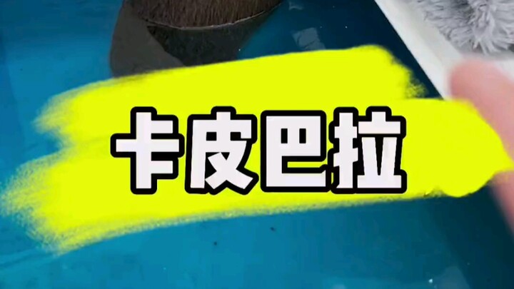 The Capybara You Didn’t Know About