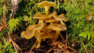 เก็บเห็ดหนังไก่ เห็ดมันปูดำ #นอร์เวย์ | Picking wild mushrooms in Norway | Piggsopp Traktkantarell