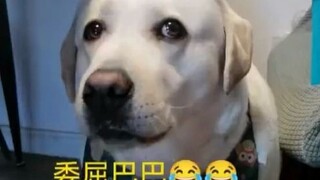 Dog: Actually, I didn't really want to say this, but thinking about it makes me feel quite wronged.