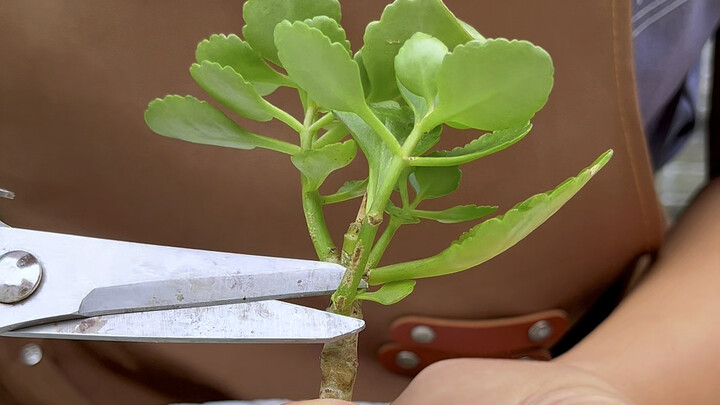 Methods of pruning and cutting of Kalanchoe