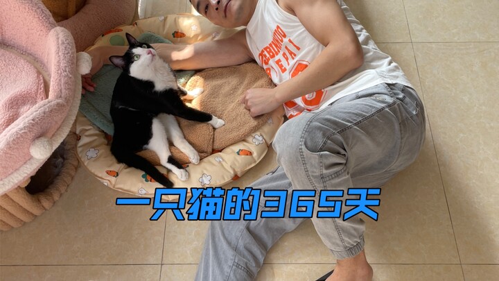 في أول 365 يومًا قضيتها في العمل مع قطة، لا زلت أرغب في إخبار الشخص الذي ضرب القطة وألقاها أنها لا ت