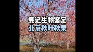 【亮记生物鉴定】北京秋叶秋果