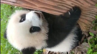 Baby Panda Learning How to Climb a Tree! Good Luck!