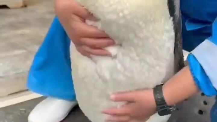 Why You Can’t Pet Penguins