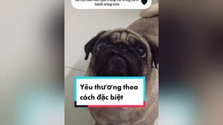 Khi bạn yêu thương một chú cún  pug voiceeffects vuinhon