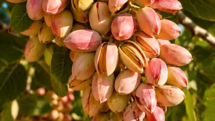 Mountain Pistachios of Badghis, Afghanistan