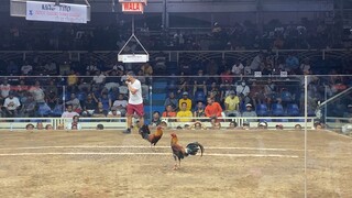 WPC Lateborn 2024 Semis. 6th Fight win. Cut video