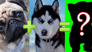 จะเกิดอะไรขึ้นหากนำสุนัข 15 สายพันธุ์สุดน่ารักมาผสมพันธุ์กัน(สัตว์โลก)
