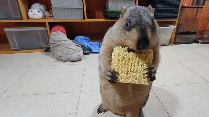 إطعام السناجب الهمستر المعكرونة سريعة التحضير