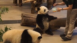 [Panda] Pengasuh Memberi Makan Panda