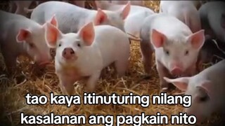 story Baboy